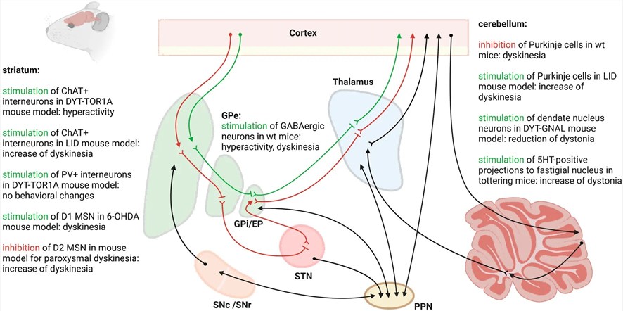 Fig.2 Different cell populations and regions of the central motor circuit have been targeted with optogenetics in rodent models for dystonia or levodopa-induced dyskinesias (LID). (OA Literature)
