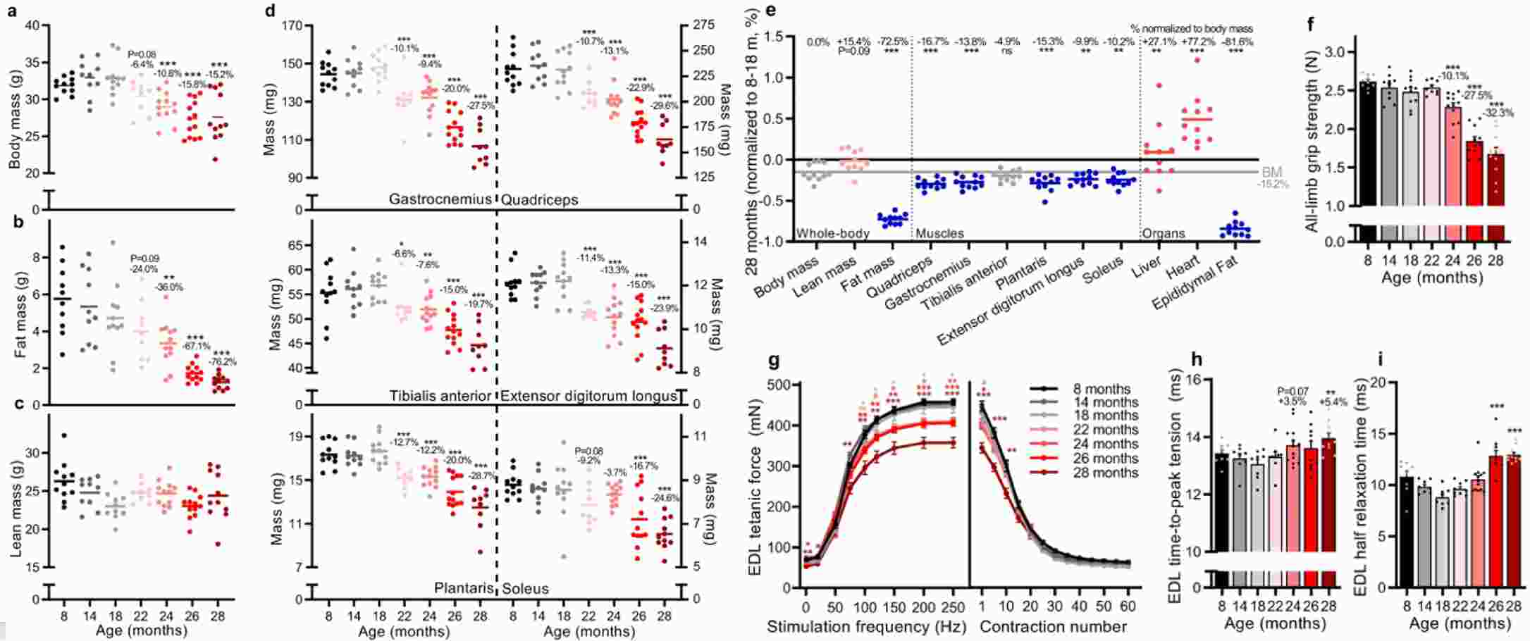 Fig.2 Muscle mass and function progressively decline in male C57BL/6JRj mice during aging. (OA Literature)
