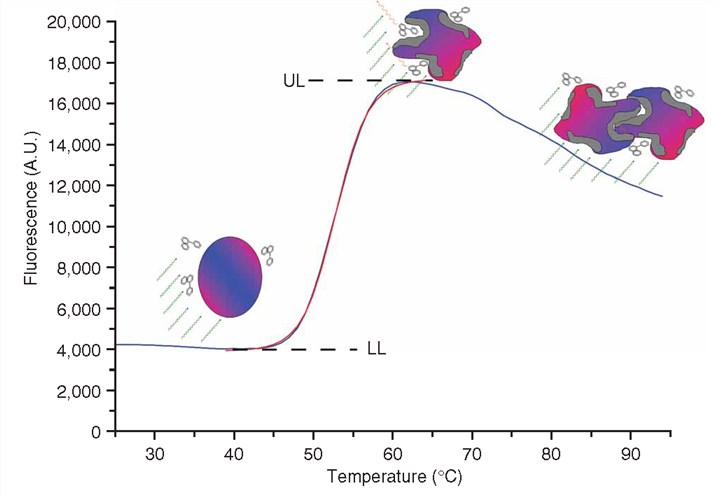 Typical recording of fluorescence intensity versus temperature for the unfolding of protein.