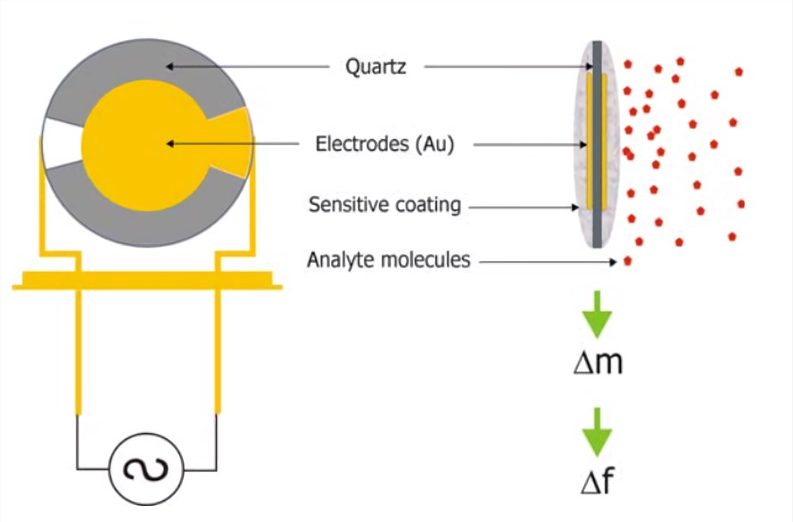 Basic working principles of a quartz crystal microbalance (QCM) sensor.