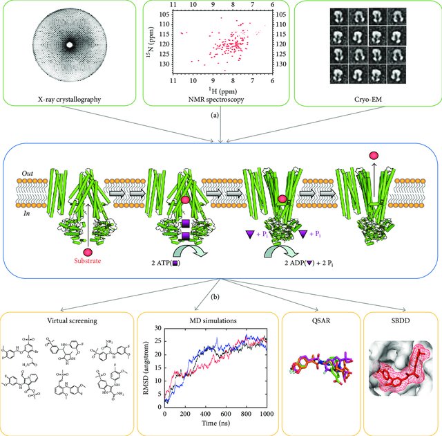 Experimental workflow from biophysical characterization of ABC proteins in multiple conformational states to in silico discovery and design of small molecule modulators.