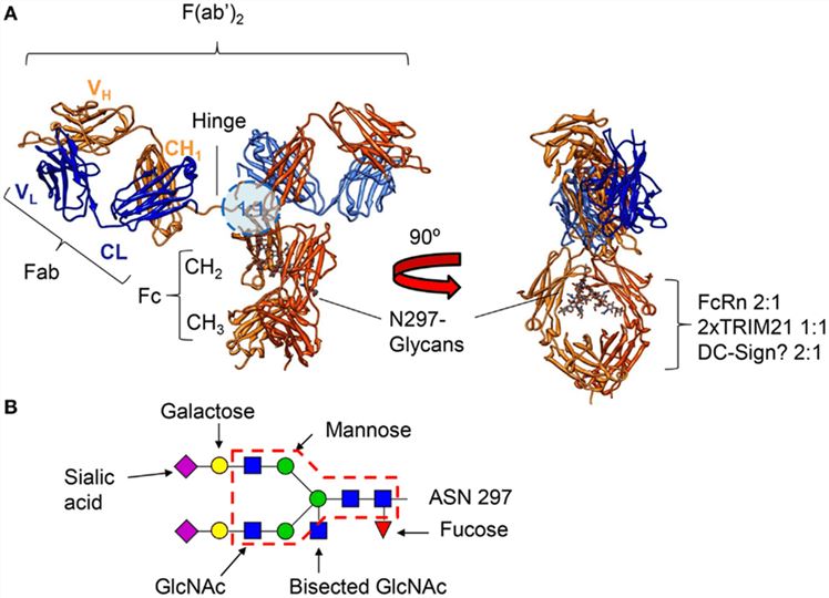 Antibody structure diagram.