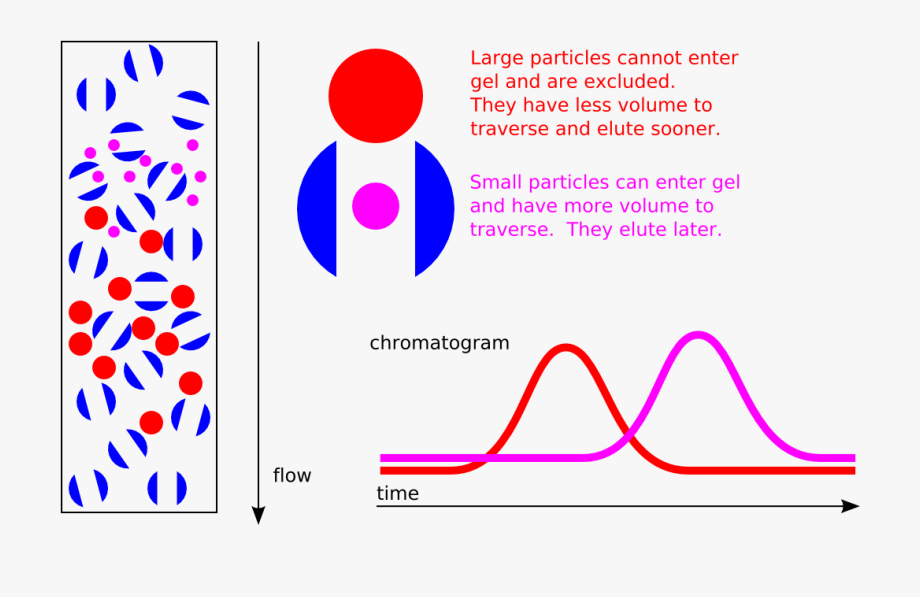 Schematic of a SEC column