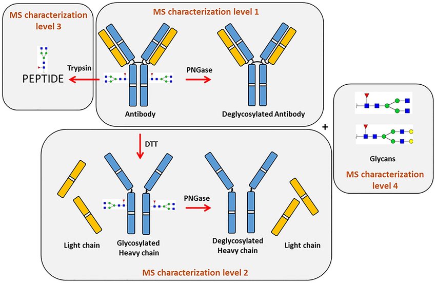 Schematic representation of the workflow used for mAbs analysis, highlighting the four characterization levels explored.