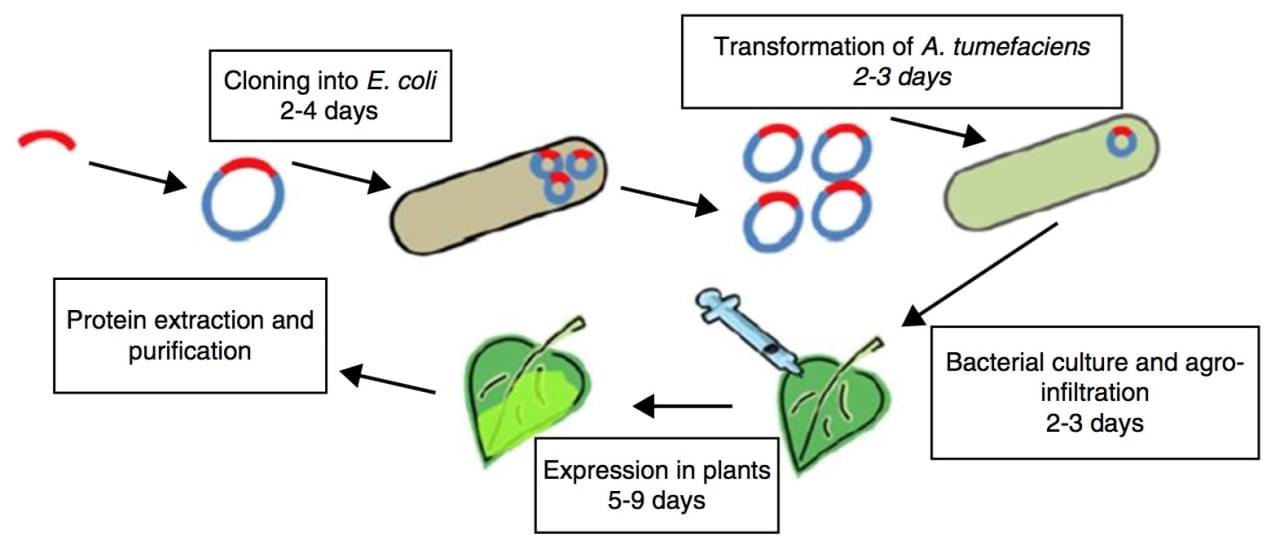 Plant Expression System