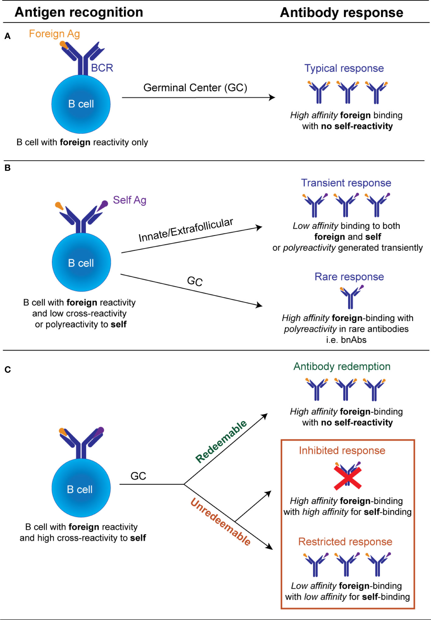 Fig.1 The different outcomes of an individual antibody receptor meeting self vs foreign antigen. (Young, et al., 2022)