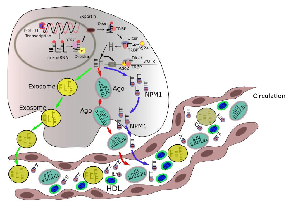 Fig.1 Mechanism of microRNA synthesis. 1