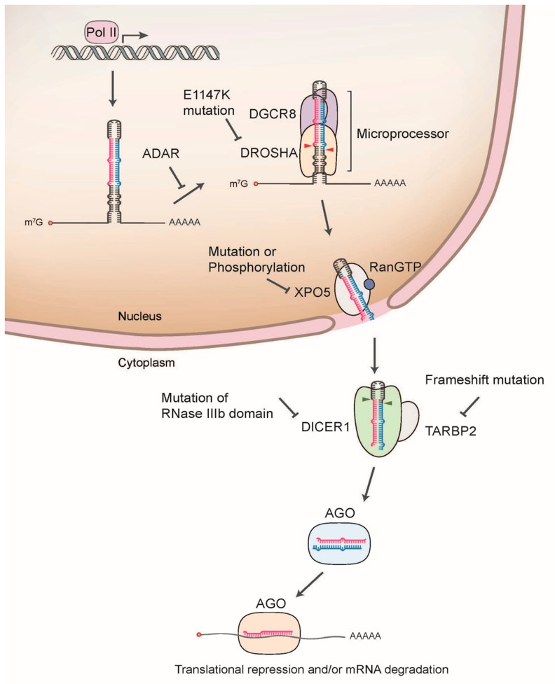 Fig.2 Deregulation of miRNA biogenesis in cancer. (Ali Syeda, et al., 2020)