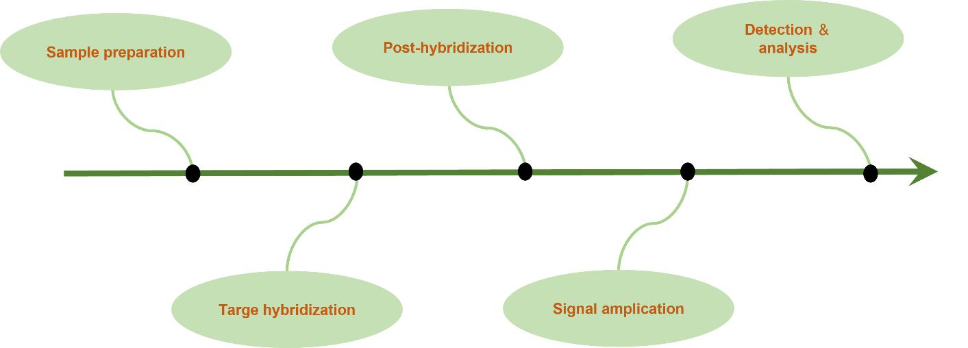 Fig.3 Our in situ microRNA detection service workflow. (Creative Biolabs)
