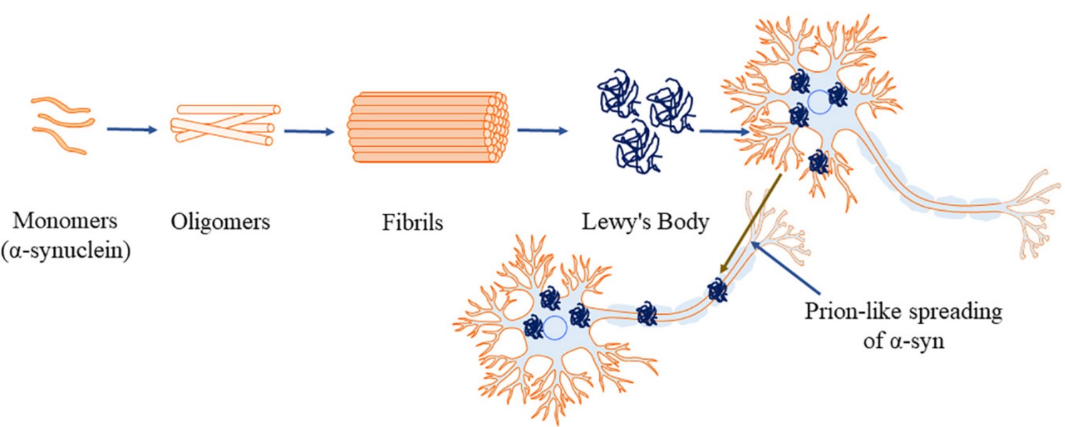 Fig. 1 The aggregation process of α-Synuclein. (Ray, et al., 2021)