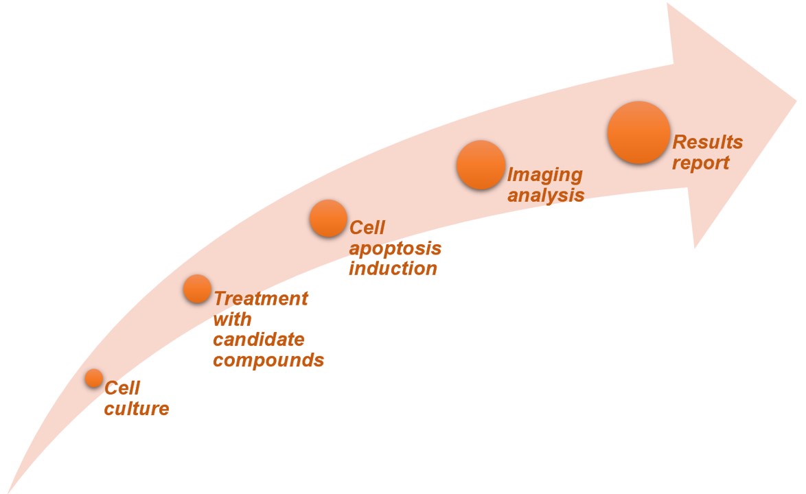 Fig. 2 Workflow of our in vitro cell-based α-synuclein aggregation assay. (Creative Biolabs Original)