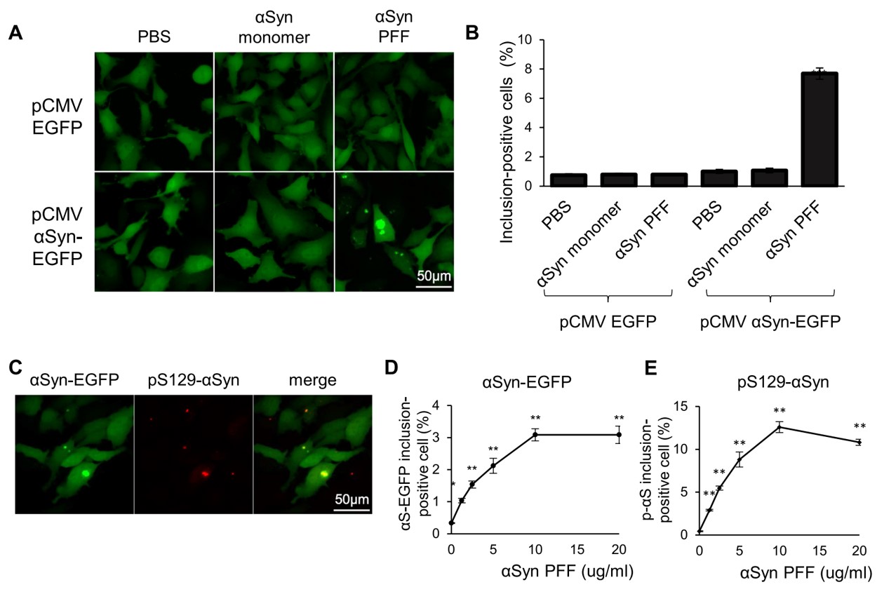 Fig. 3 Cell-based assay for assessing α-synuclein aggregation. (Hideshima, et al., 2022)