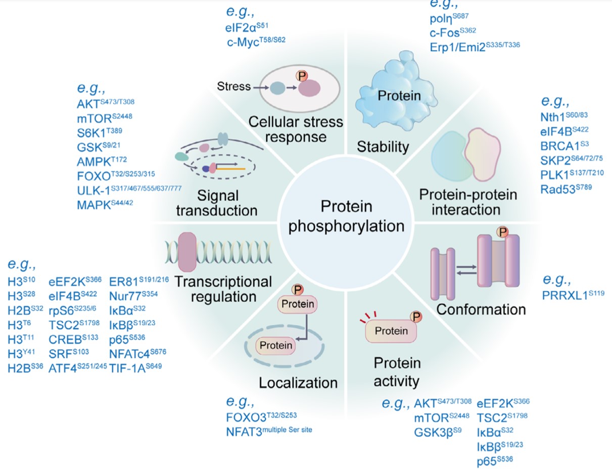 Fig. 1 Typical functions of protein phosphorylation. (Zhong, et al., 2023)