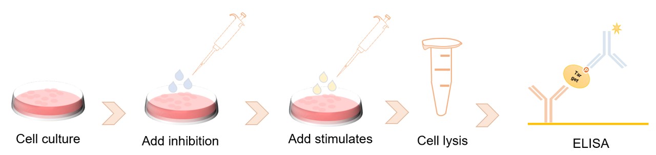Fig. 2 Working process of our in vitro cellular phosphorylation assay. (Creative Biolabs Original)