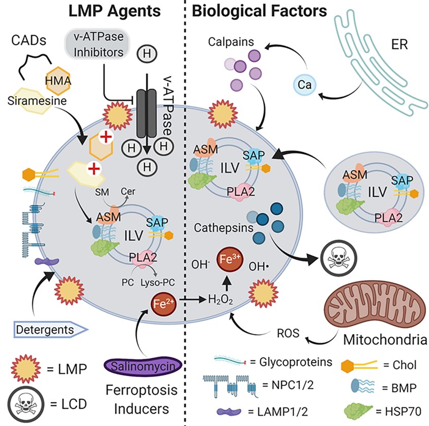 Fig. 1 Agents and factors causing lysosomal membrane permeabilization (LMP) leading to cell death. (Hu & Kermit, 2020)