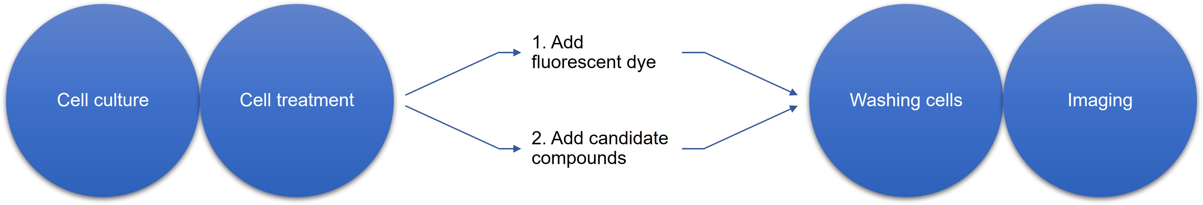 Fig. 2 Our in vitro cell-based phospholipidosis assay service process. (Creative Biolabs Original)
