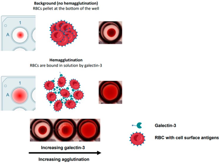 Fig.1. Hemagglutination in human red blood cells induced by galectin-3. (OA Literature)