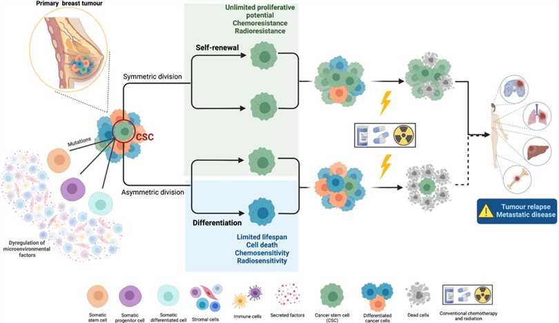 Fig.1 Main features of cancer stem cell (CSC) biology. (Conde, et al., 2022)