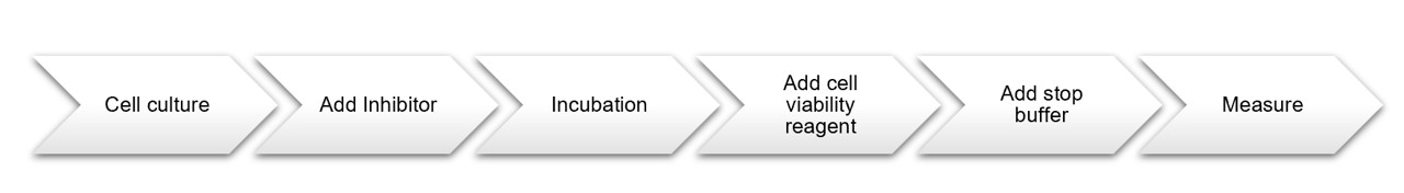 Fig.2 Assay workflow of our tumor cell proliferation inhibition assay service. (Creative Biolabs Original)