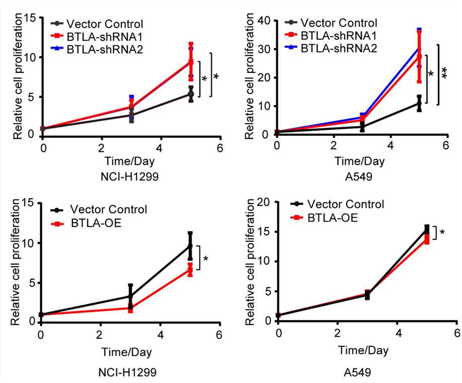 Fig.4 Tumor cell-intrinsic BTLA inhibits tumor cell proliferation. (Cheng, et al., 2022)