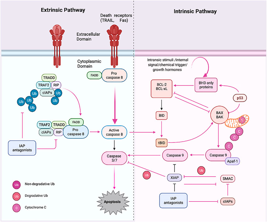 Fig.1 Apoptosis pathways.1