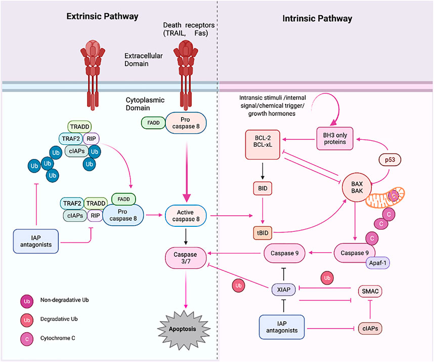 Fig.1 Apoptosis pathways.1