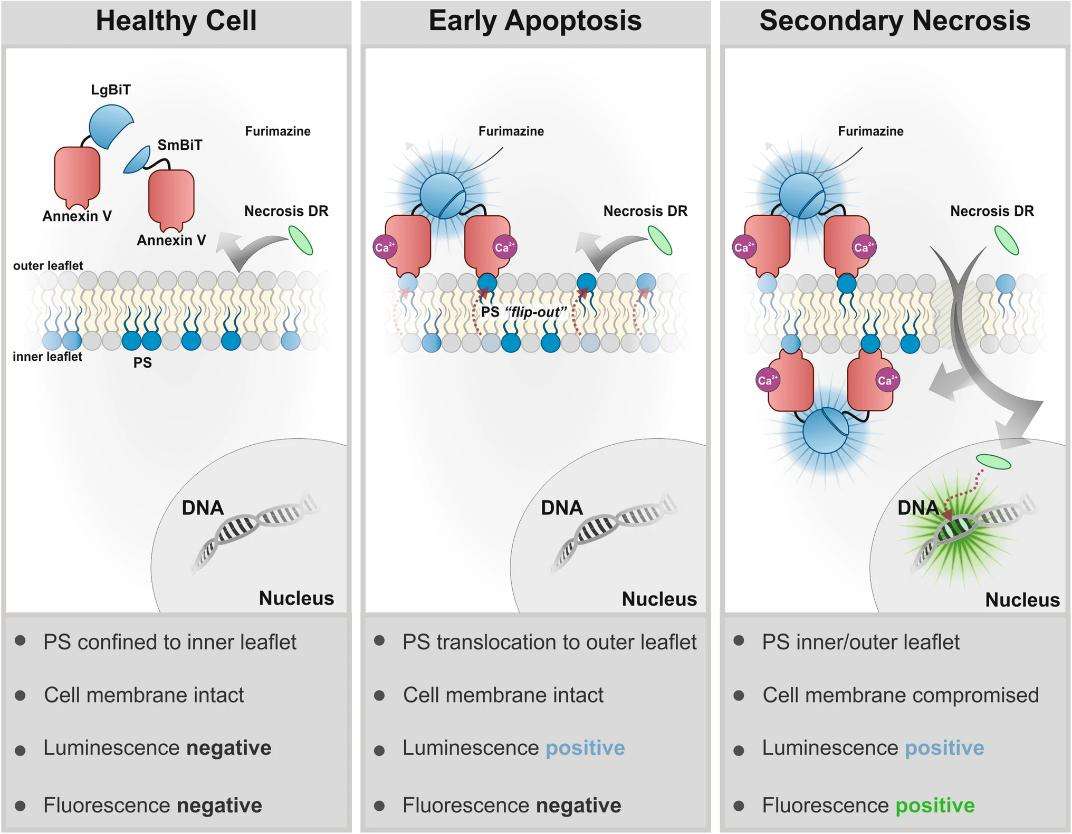 Fig.2 The bioluminescent annexin assay concept. 2
