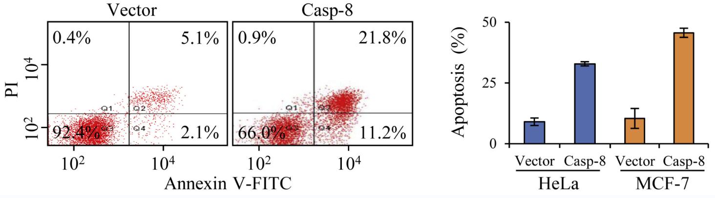 Fig.3 Annexin V/propidium iodide (PI) flow cytometric results that the initiation of caspase 8 in cancer cells apoptosis. 3