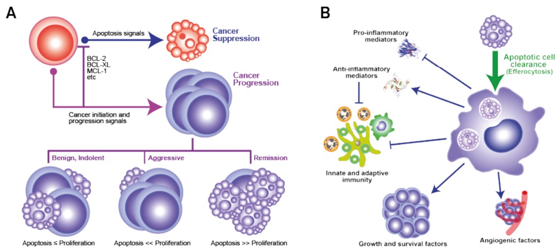 Fig.1 The 'apoptosis paradox' in cancer. (Morana, et al., 2022)