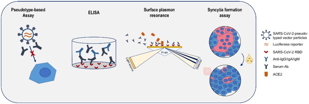 Fig. 1 Pseudotype-based viral neutralization assay. (Herrlein, et al., 2022)