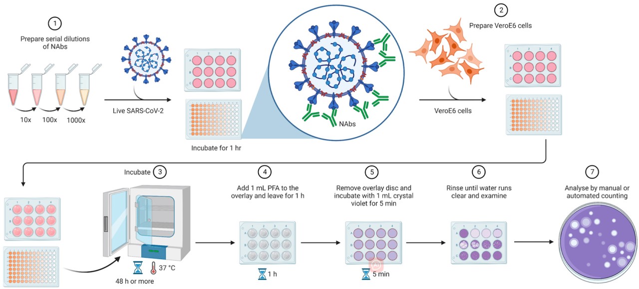 Fig. 1 Diagram of plaque reduction neutralization assay. (Rocha, et al., 2023)