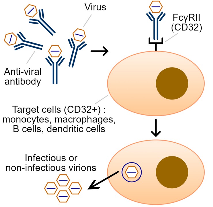 Fig. 1 Antibody-dependent enhancement assay. (https://commons.wikimedia.org/wiki/File:Antibody_dependent_enhancement-en.svg)