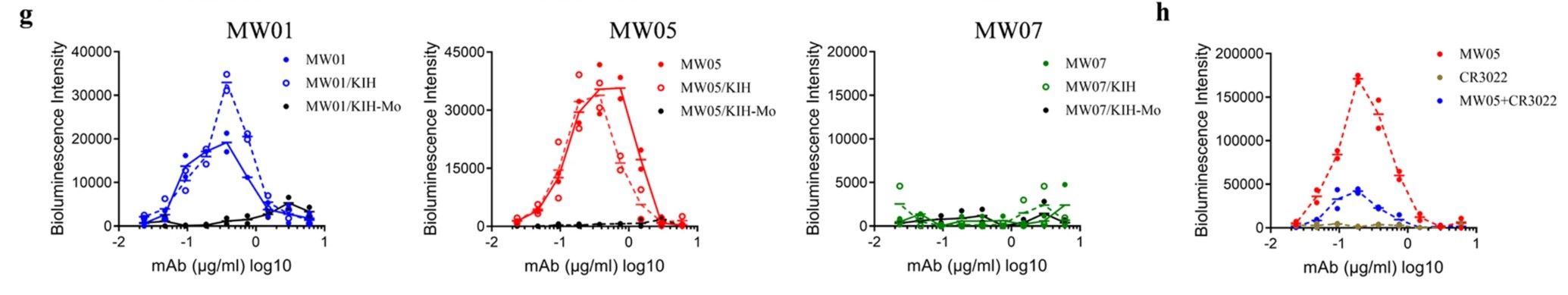 Fig.2 ADE comparison of SARS-CoV-2 infection on Raji cells. (Wang, et al., 2022)