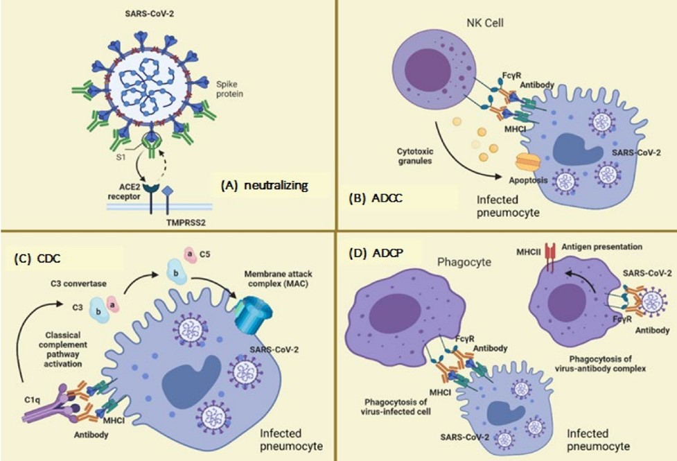 Fig. 1 Various antibodies actions. (Morales-Núñez, et al., 2021)