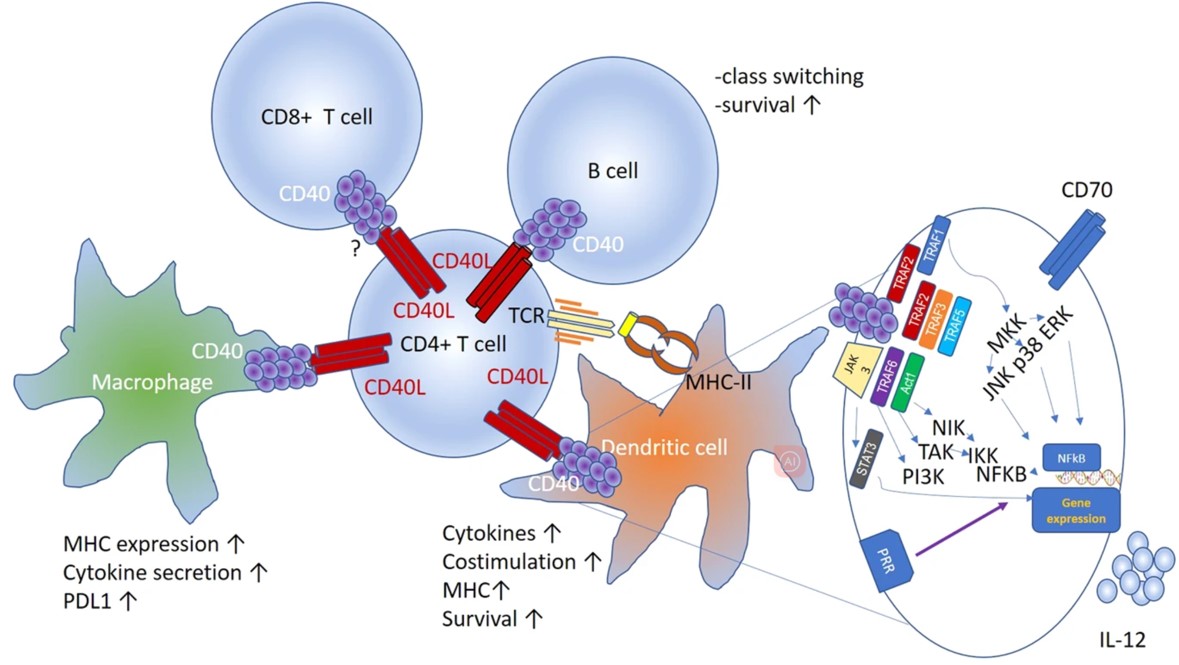 Fig. 1 The interaction between CD40L and other components in tumor microenvironment. (Bullock, et al., 2022)