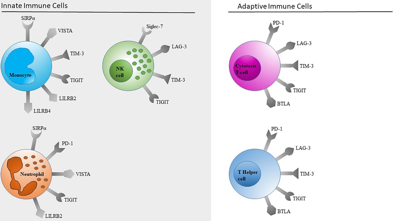 The expression profile of immune checkpoints