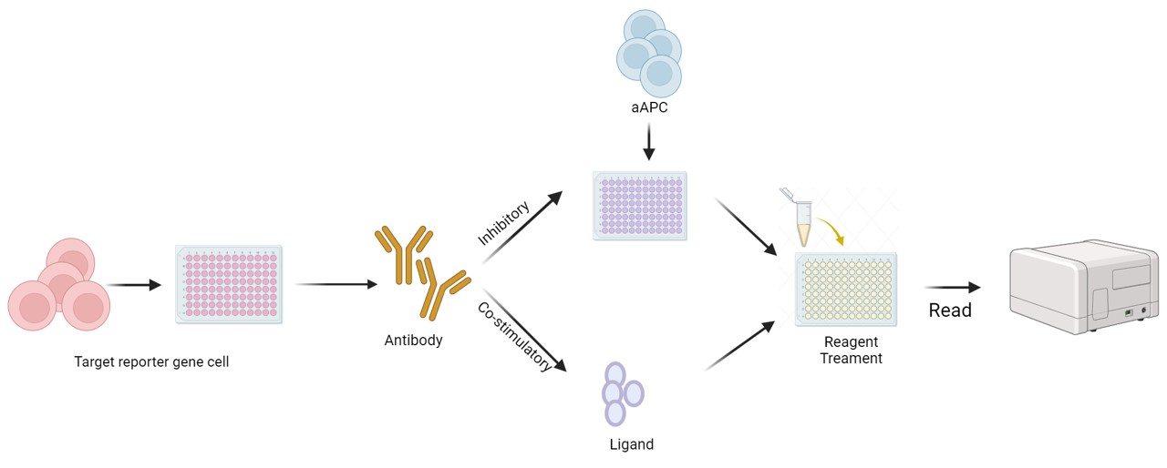 Fig.2 Our immune checkpoint reporter assay workflow. (Creative Biolabs Original)