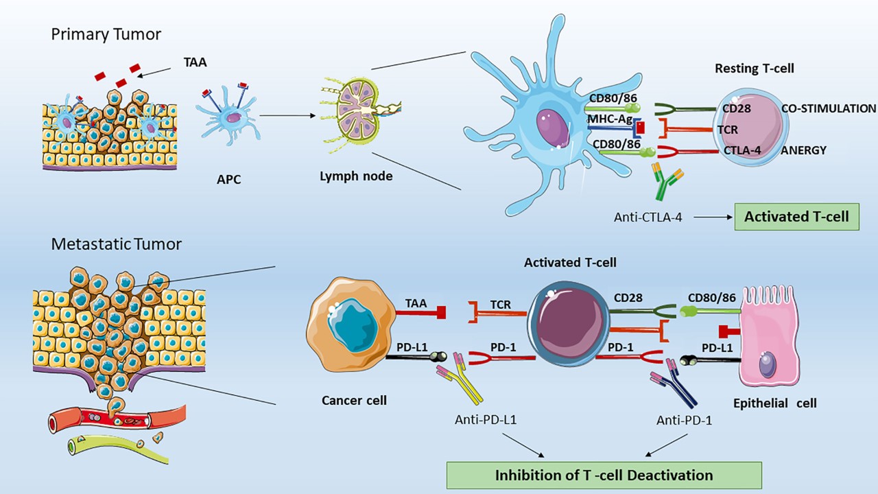 Fig.1 Effect of ICIs on T lymphocytes. (Franzin, et al., 2020)