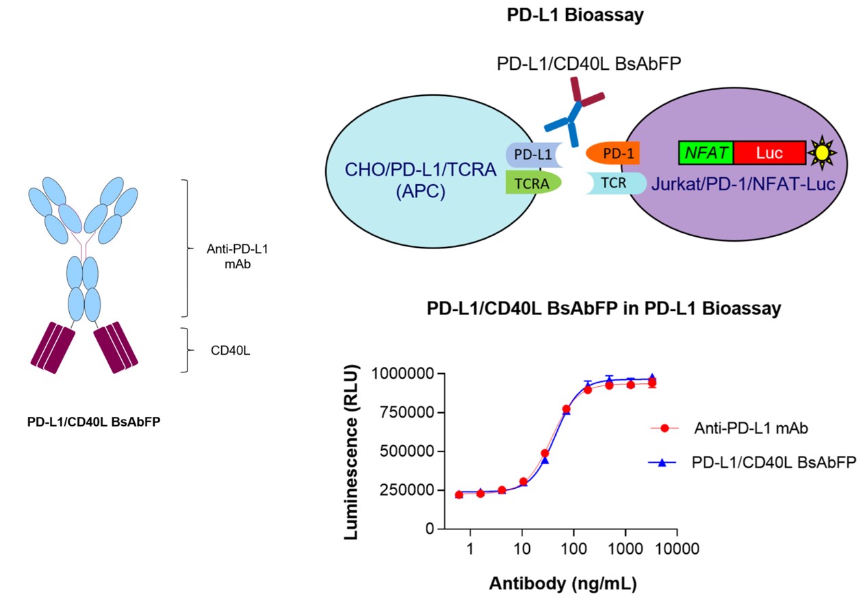Fig.4 The structure of anti-PD-L1/CD40L BsAbFP and assessment of anti-PD-L1 activity. (Pandey, et al., 2021)