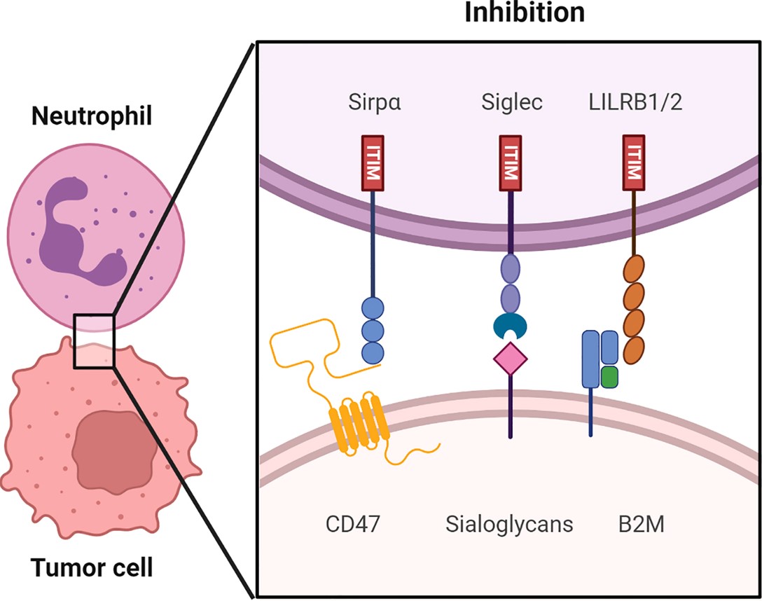 Fig.1 An overview of putative immune checkpoint molecules regulating myeloid cell function in human TME. (Chan, et al., 2022)