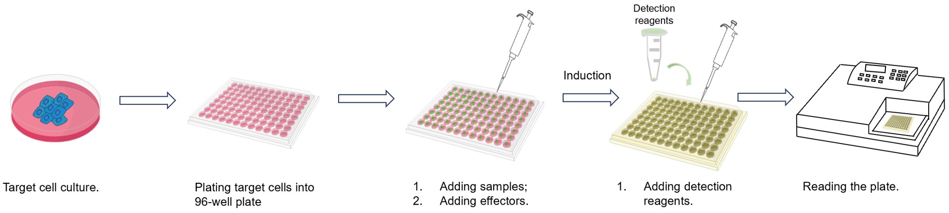 Fig.2 Our assay workflow. (Creative Biolabs Original)
