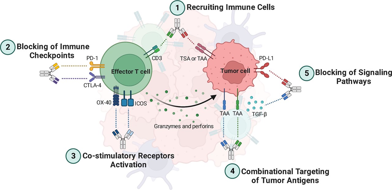 Fig.1 Bispecific antibodies (BsAbs) mechanisms of action. (Farhangnia, et al., 2023)