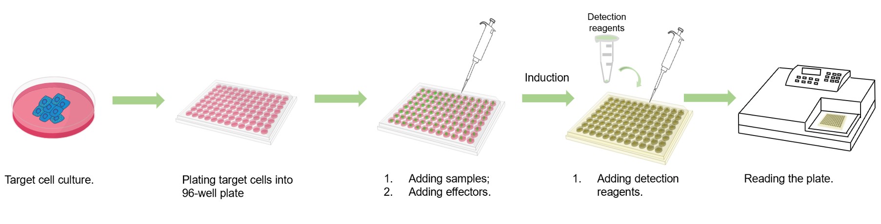 Fig.2 Our assay workflow. (Creative Biolabs Original)