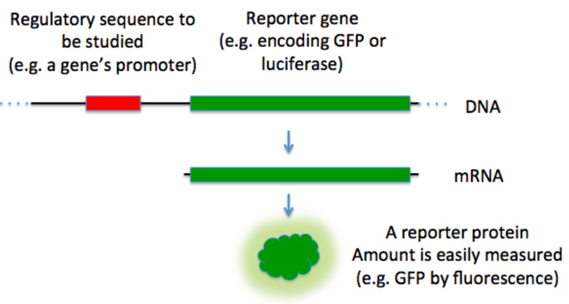 Fig.1 A diagram of how a reporter gene is used to study a regulatory sequence. (TransControl at en.Wikipedia, CC BY-SA 3.0, https://commons.wikimedia.org/wiki/File:Reporter_gene.png)