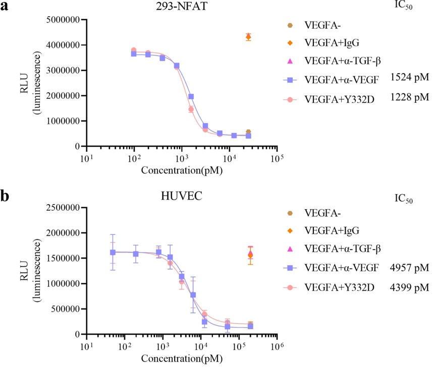 Fig.3 The antagonistic effect of the developed bispecific antibody on the activation of the VEGF/VEGFR pathway, VEGFA-induced proliferation and tube formation in HUVECs. (Niu, et al., 2023)