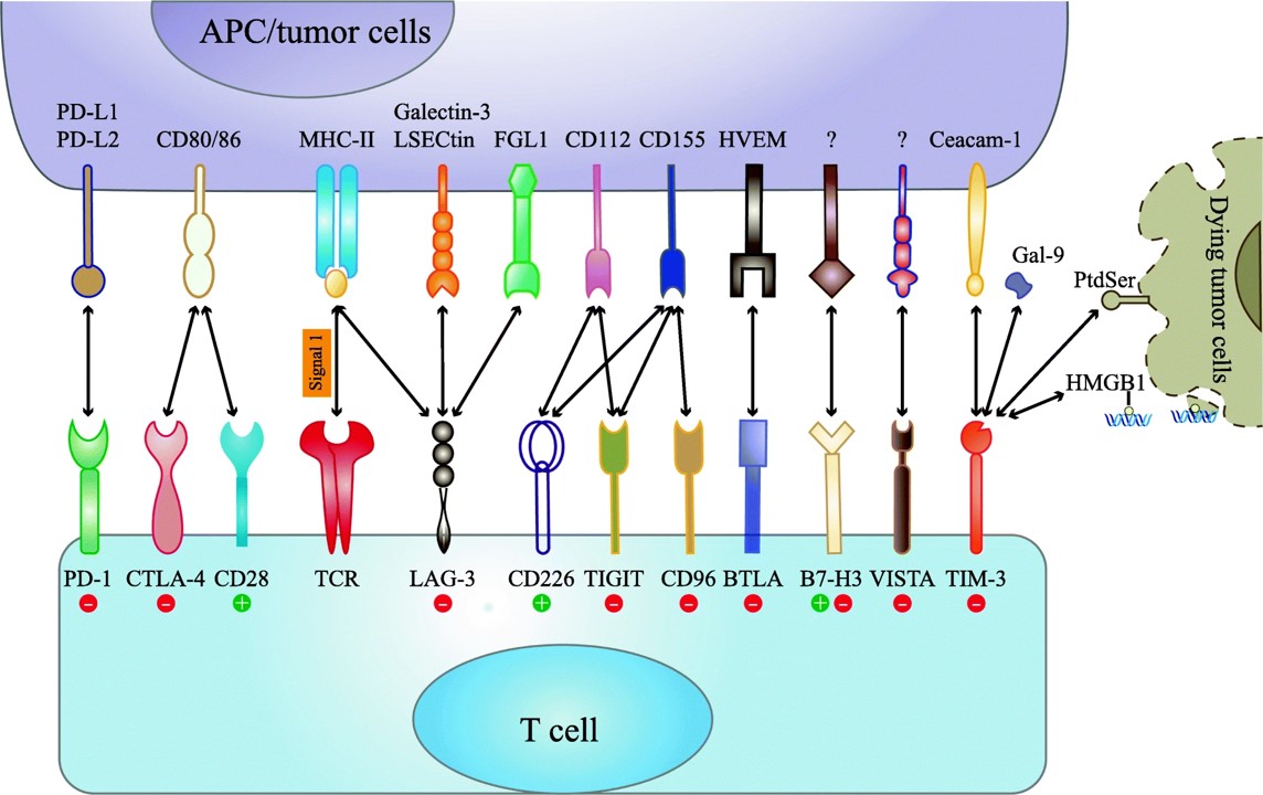 Fig.1 Current and emerging immune checkpoint receptors and their respective ligands. (Qin, et al., 2019)