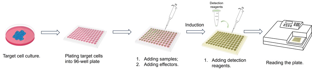 Fig.2 Our assay workflow. (Creative Biolabs Original)