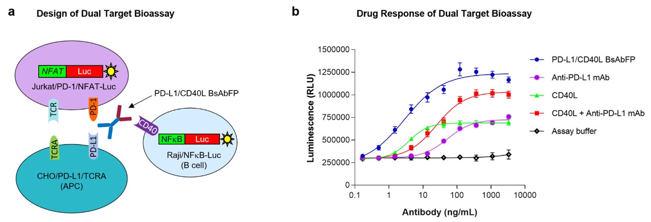 Fig.4 Development of dual target reporter gene bioassay for anti-PD-L1/CD40L BsAbFP. (Pandey, et al., 2021)
