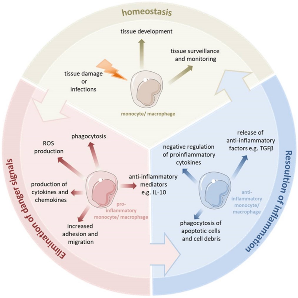 Fig. 1 Macrophages/monocytes: key players of the innate immune system. (Austerman, Johannes & Katarzyna, 2022)