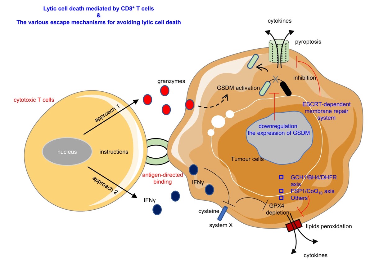 Fig.1 The CD8+ T cells mediated cell lysis. (Zuo, et al., 2023)